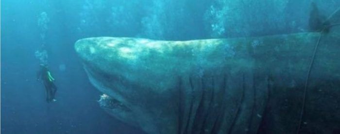 Meg