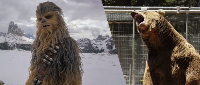 Video: Skywalker Sound použil medveďa na vytvorenie Chewbaccovho hlasu / filmu