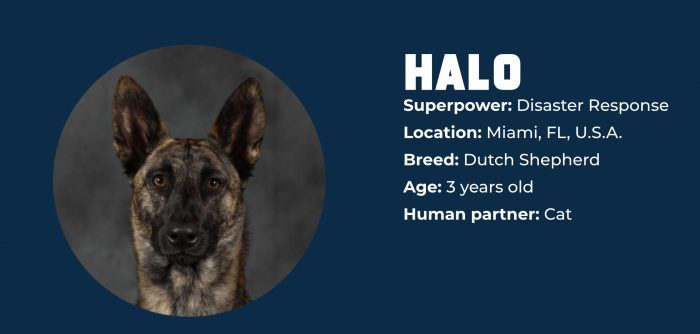 Halo Superpower Dogs