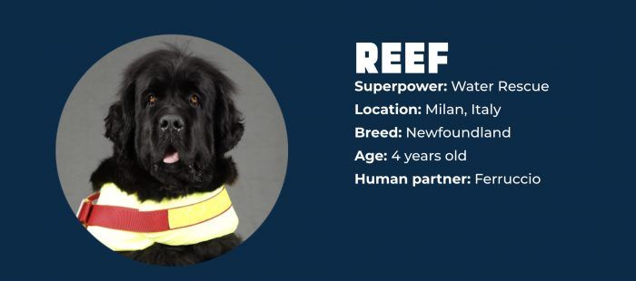 Суперсила кучета REEF